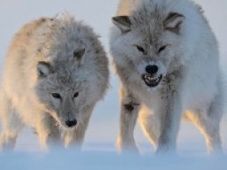 Loup de la toundra